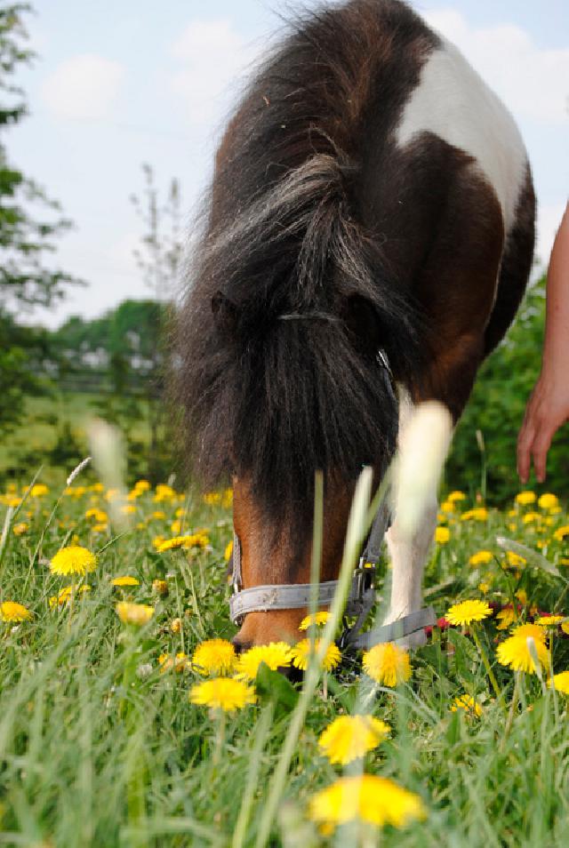 Reiterparadies Sonnenhof- wo (Reiter-)Trume wahr werden